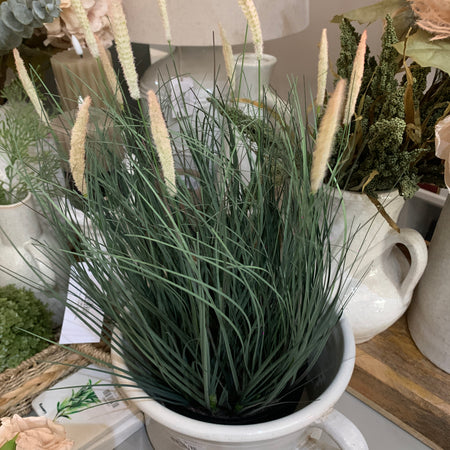 Fountain Grass Plant in Black Pot