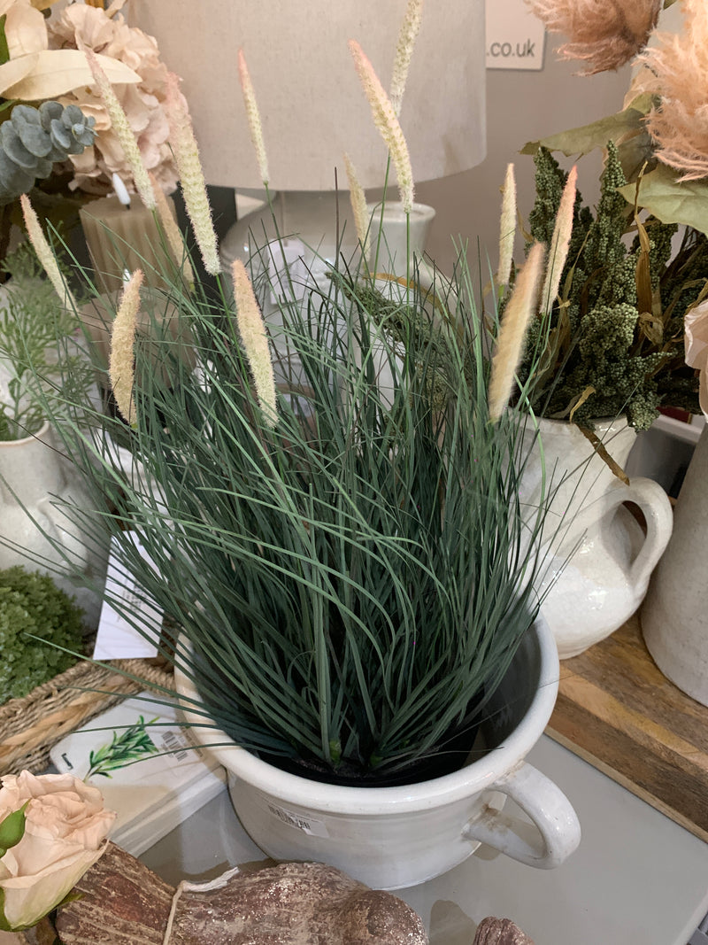 Fountain Grass Plant in Black Pot