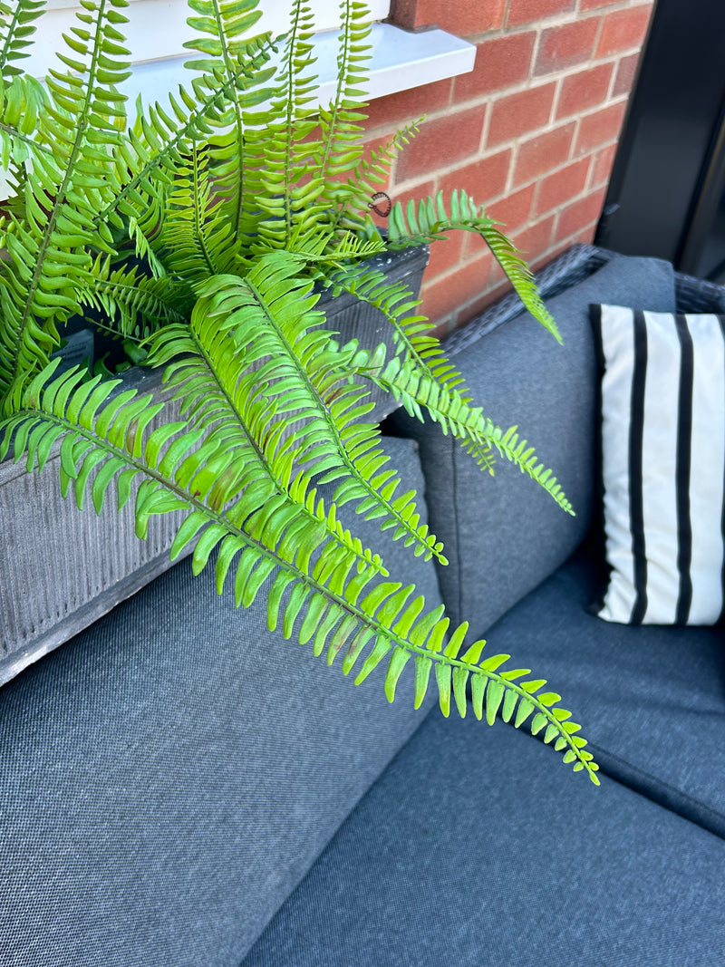 Tree fern bunch natural green pick