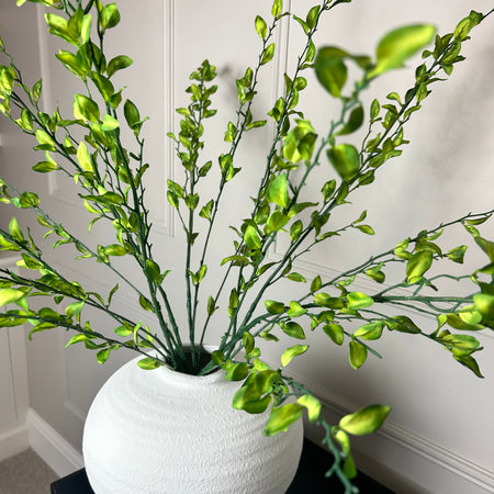 Tall simple leaf multi stem 100cm