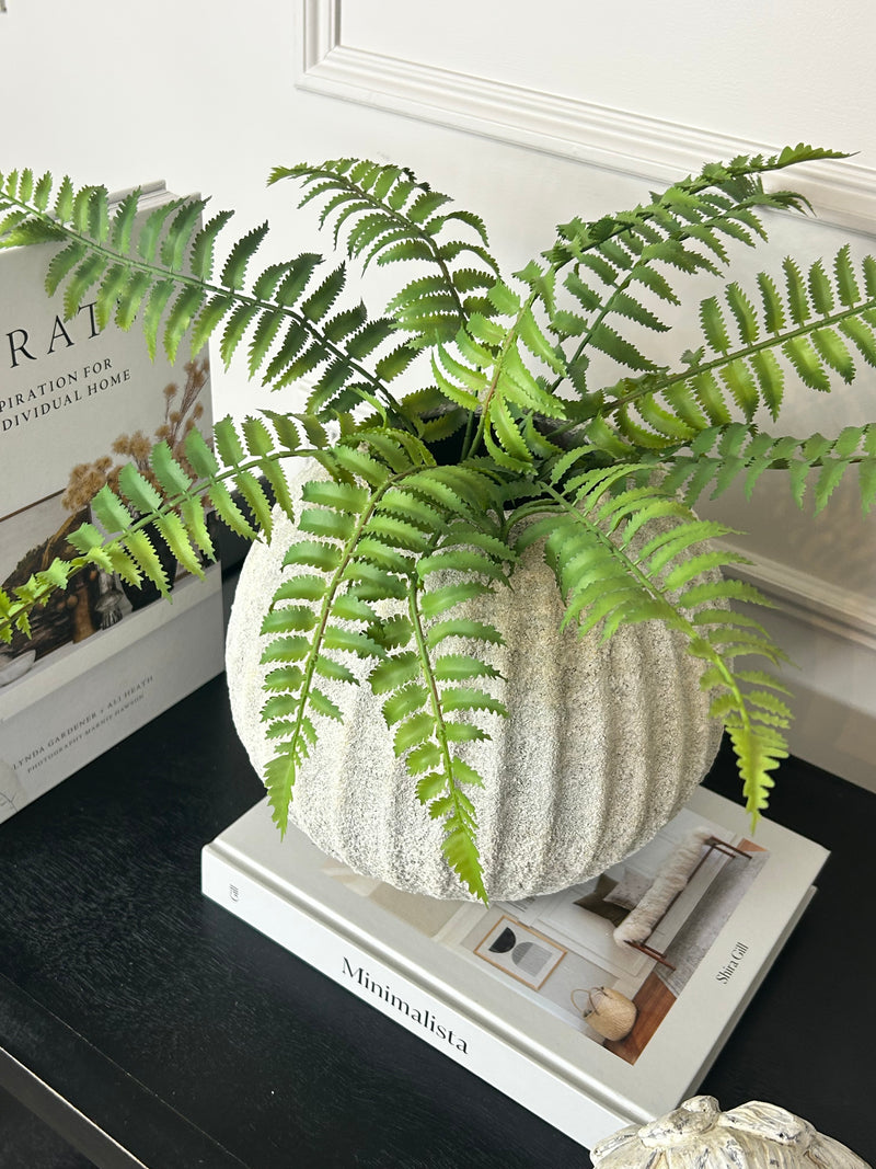 Ostrich Fern bunch 50cm