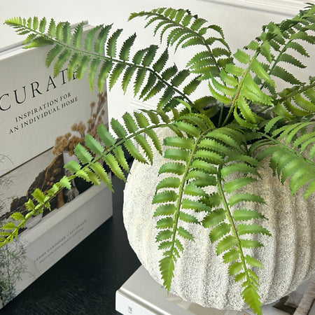 Ostrich Fern bunch 50cm