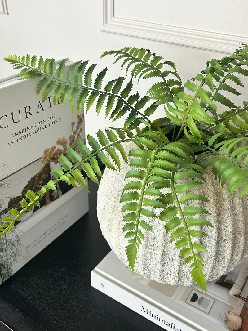 Ostrich Fern bunch 50cm
