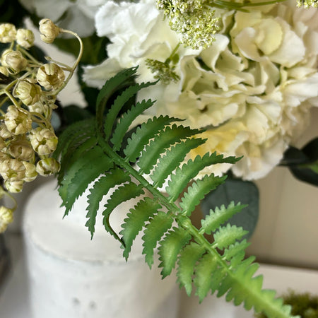 Ostrich fern single stem 60cm