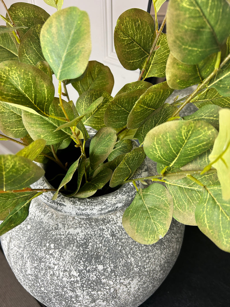 Single stem natural green & Brown dollar eucalyptus 72cm