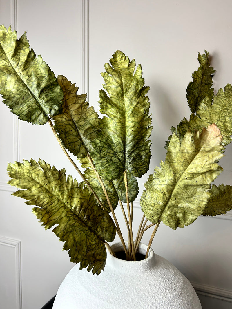 Green Dried Touch Large cabbage Leaf tied Bunch 5 stem