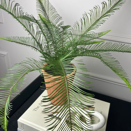 Java fern in terracotta pot