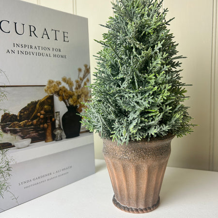 Tall cypress tree in pot 30cm