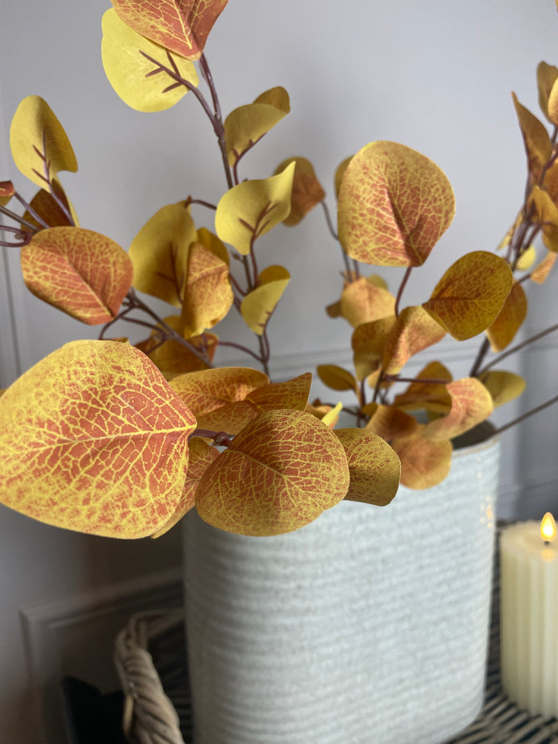 Autumn eucalyptus leaf russet cinerea multi stem tall bunch