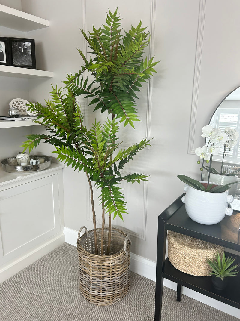 Large Potted Fern triple Tree 170cm Tall