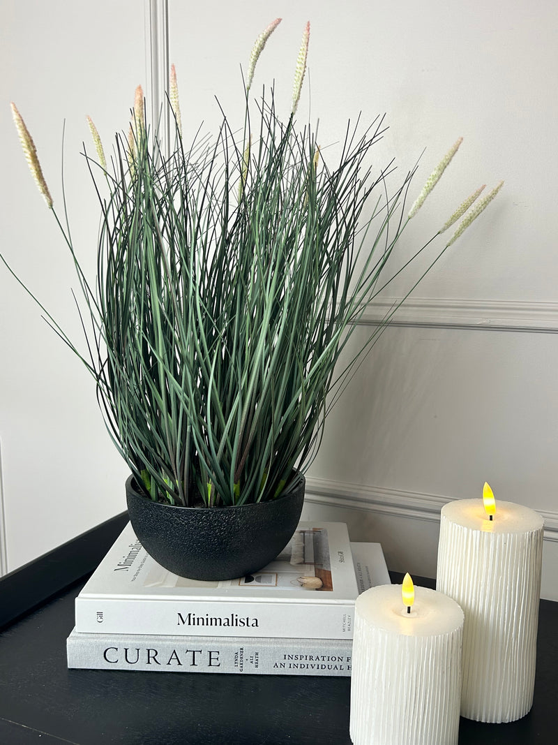 Fountain Grass Plant in Black Pot