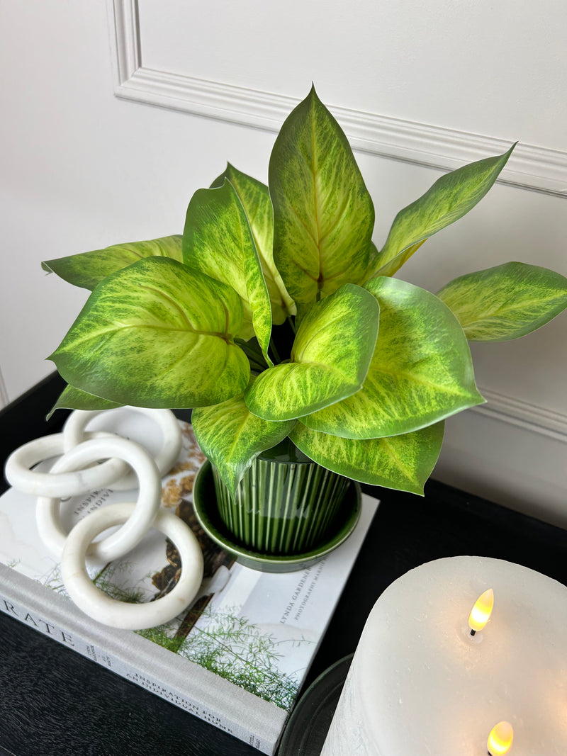 Variegated Printed Pothos Leaf Bunch pick plant