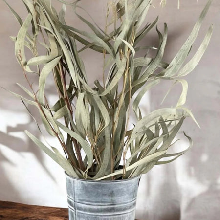 Bunch of dried Eucalyptus  75cm