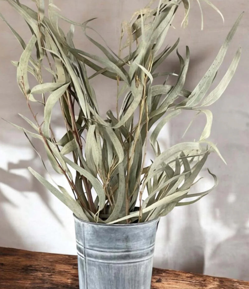 Bunch of dried Eucalyptus  75cm