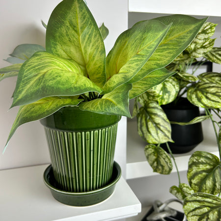 Variegated Printed Pothos Leaf Bunch pick plant