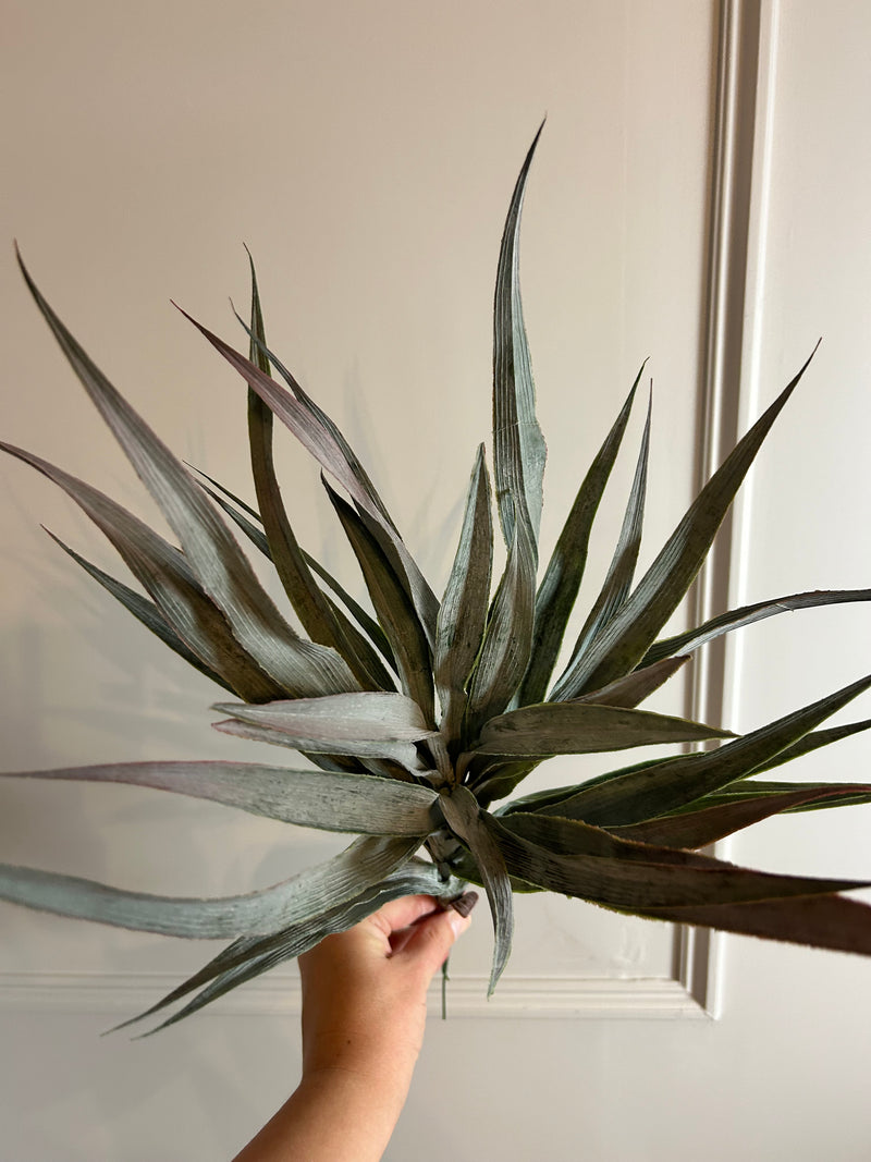 Large Spikey Grass aloe Bunch natural green pick plant