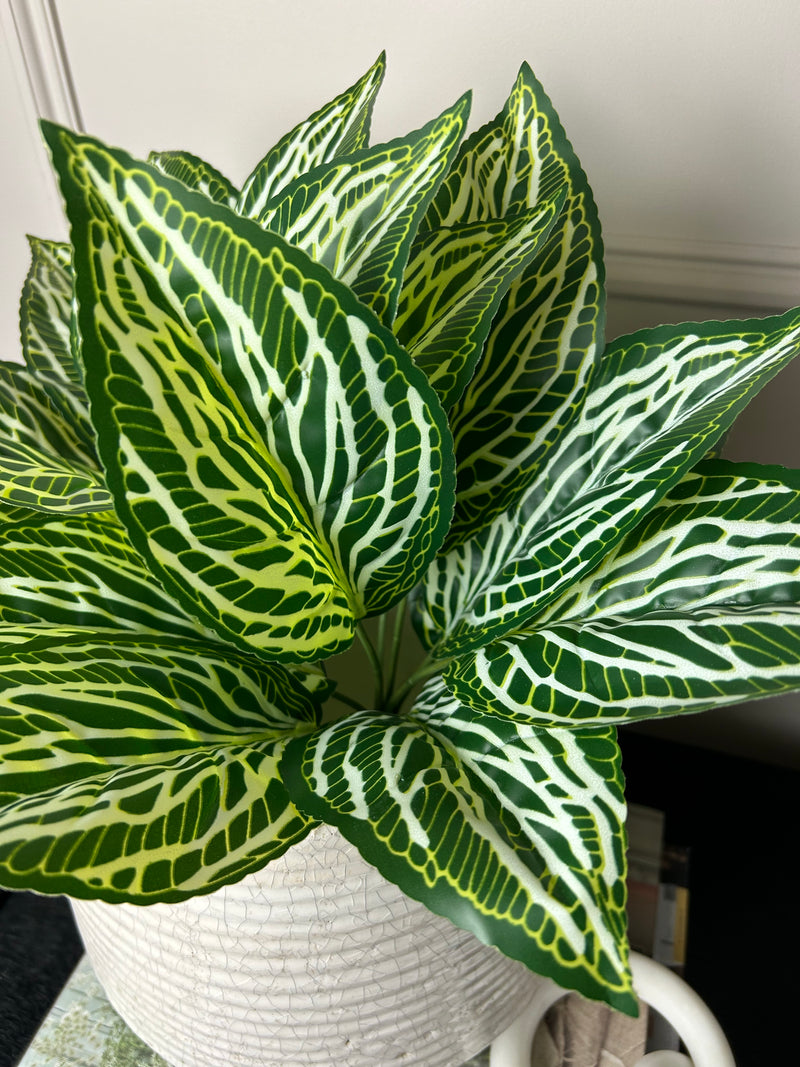 Zebra print leaf bunch pick plant