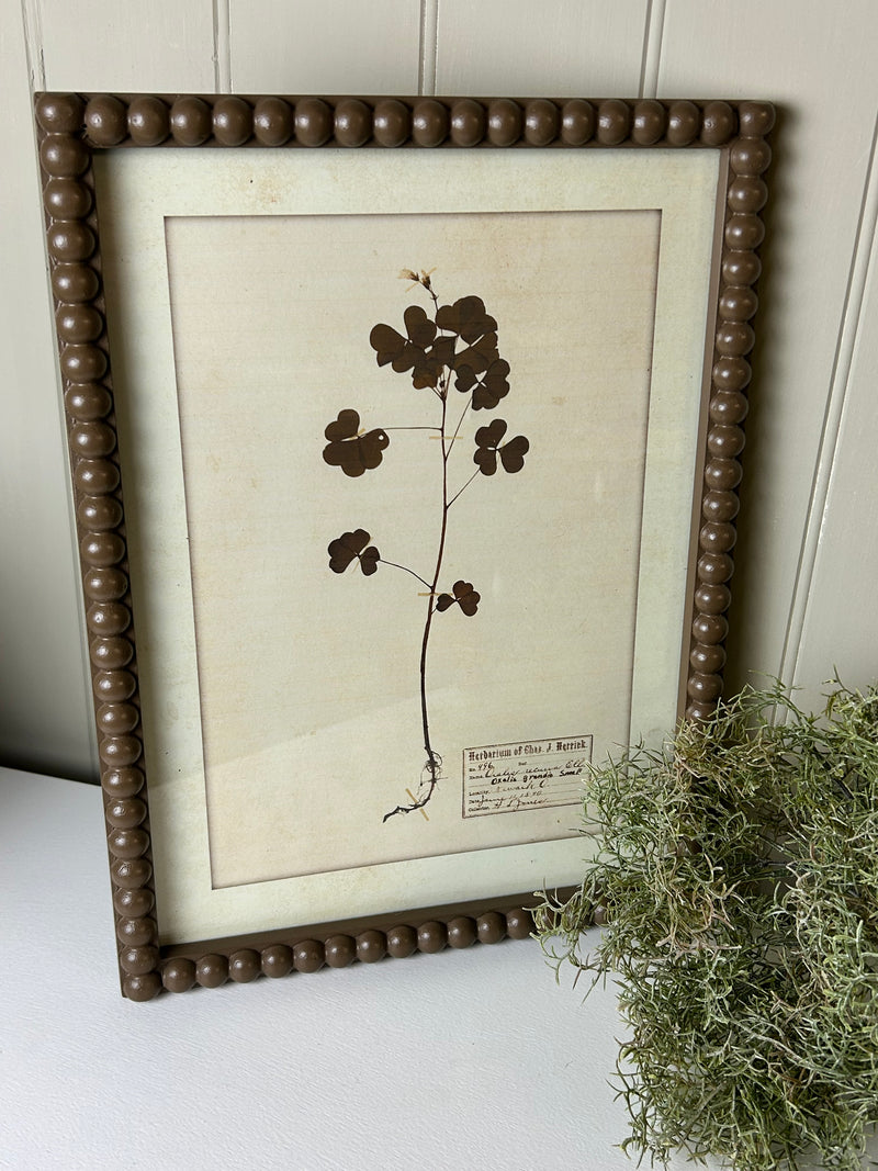 Brown bobble framed delicate floral flowers prints pictures 4 styles