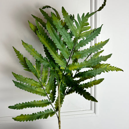 Natural green buckler fern stem 63cm