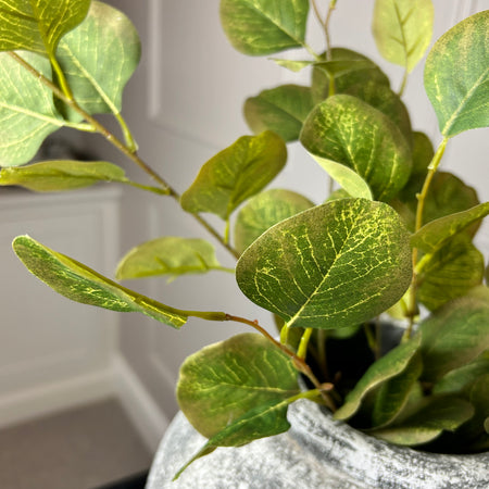 Single stem natural green & Brown dollar eucalyptus 72cm