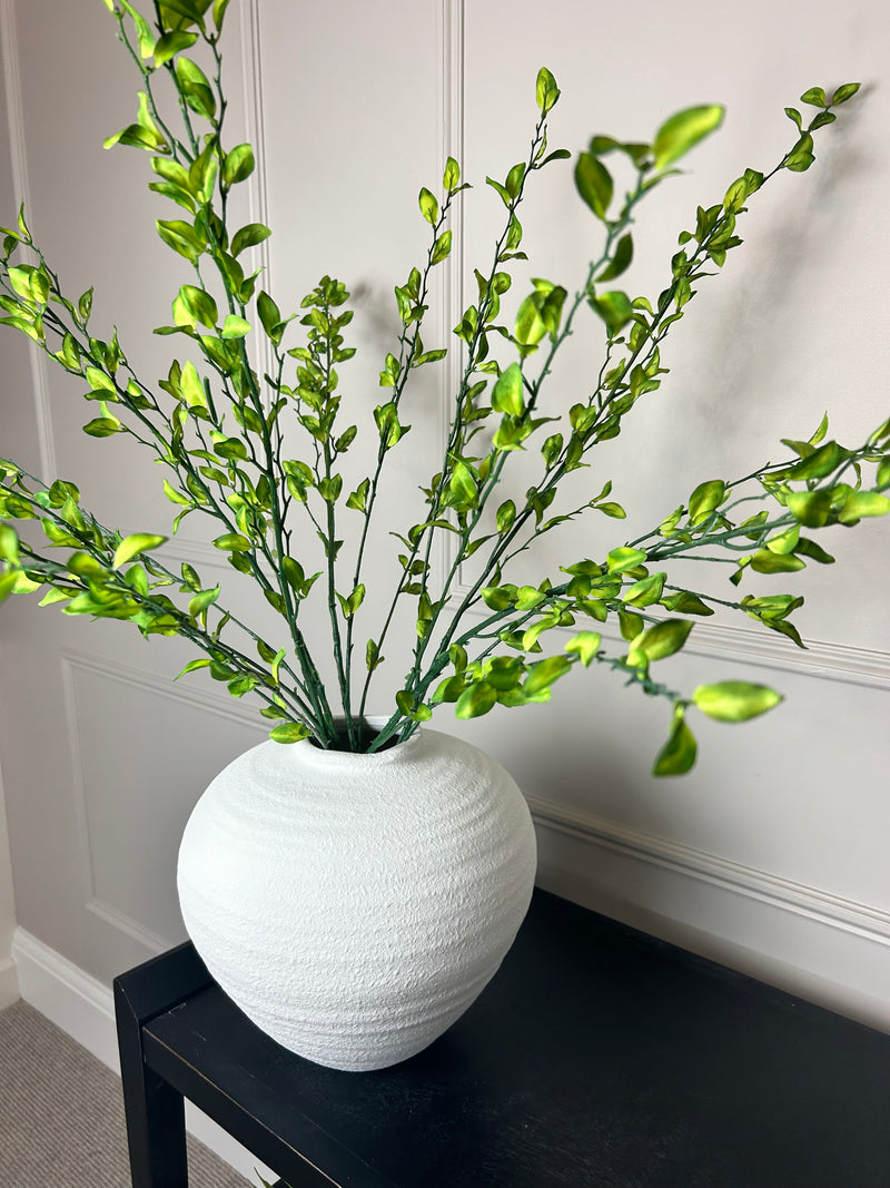 Tall simple leaf multi stem 100cm