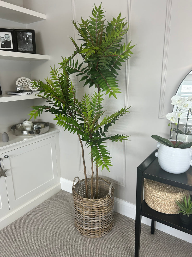 Large Potted Fern triple Tree 170cm Tall