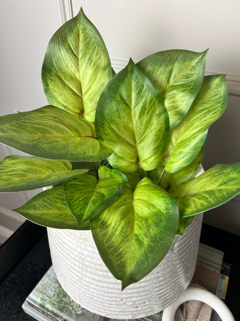 Variegated Printed Pothos Leaf Bunch pick plant