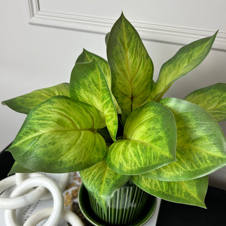 Variegated Printed Pothos Leaf Bunch pick plant
