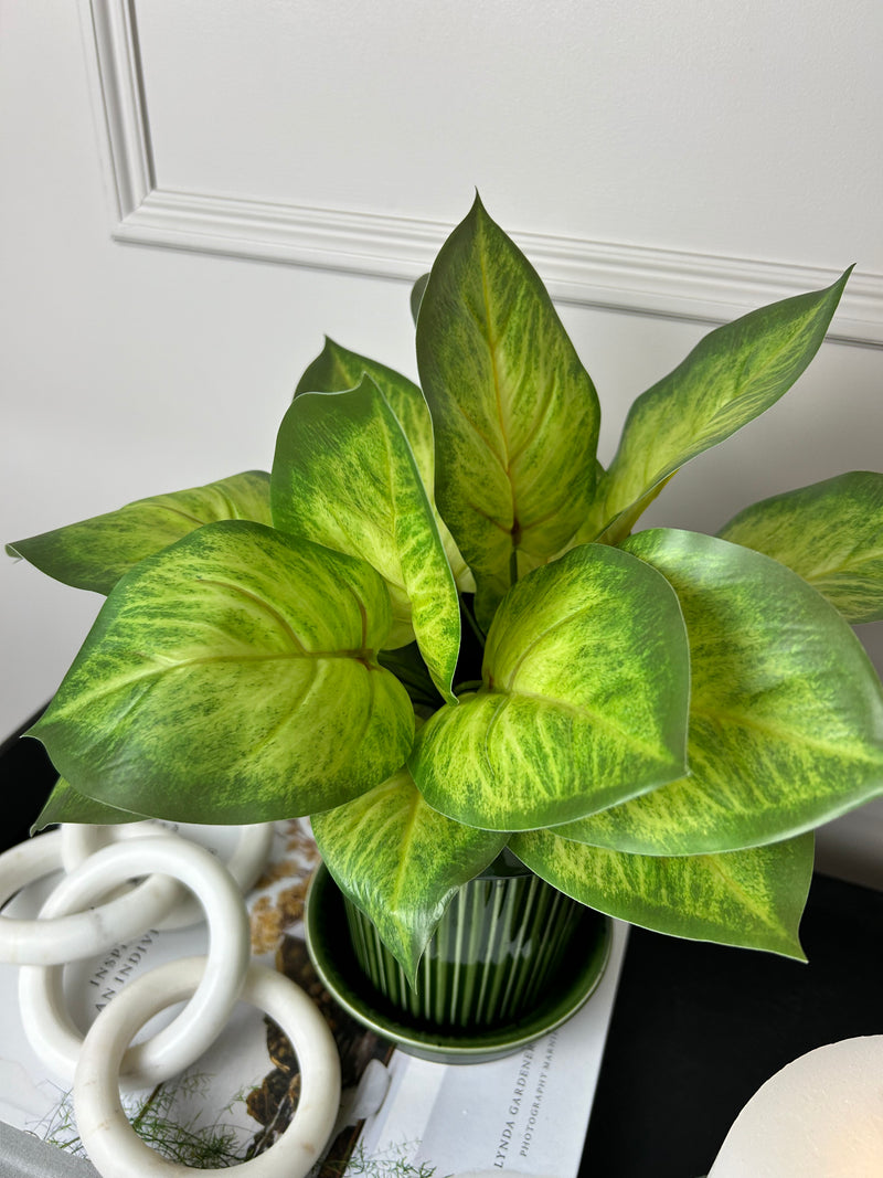 Variegated Printed Pothos Leaf Bunch pick plant