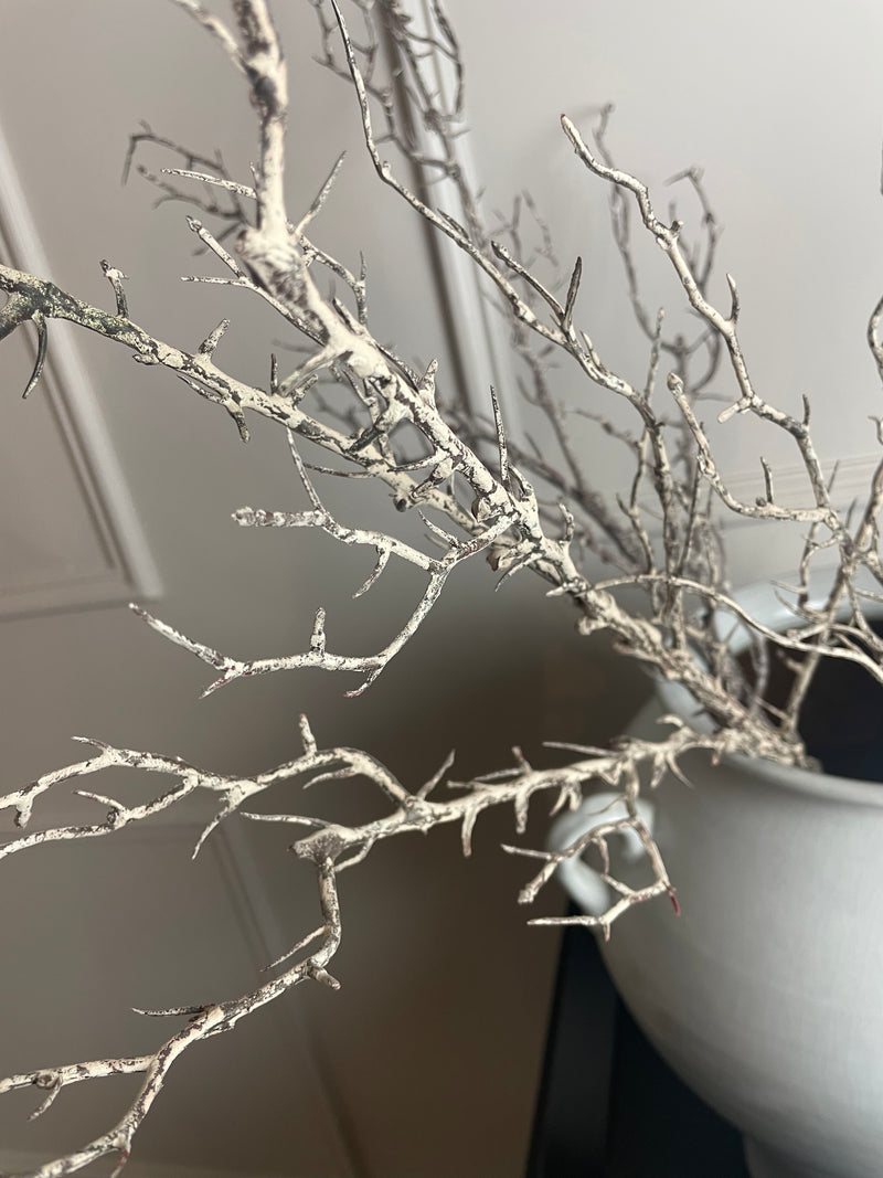 Hawthorn twig Branch