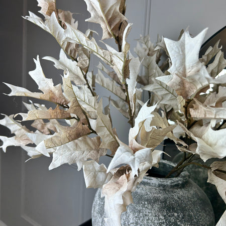 Oyster Dried Touch Winter Branch