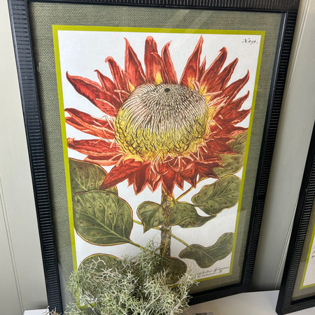Liliaceo floral black framed glazed Prints