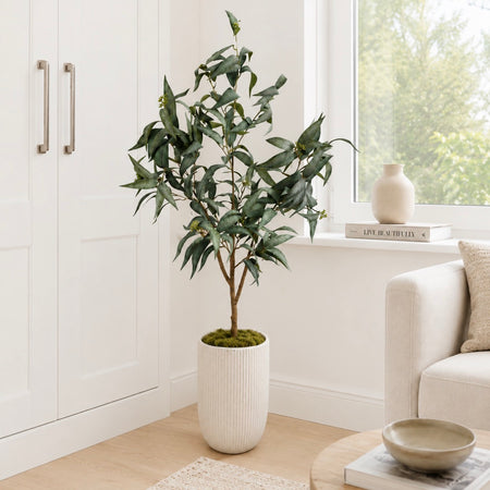 Eucalyptus Nicholii willow leaf Tree in pot 145cm