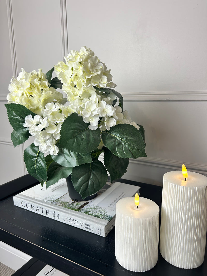 Potted hortensia plant