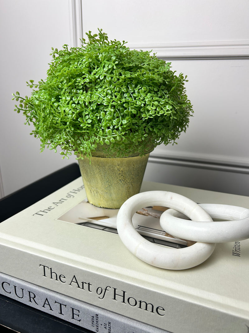 Baby tears plant in cream rustic pot