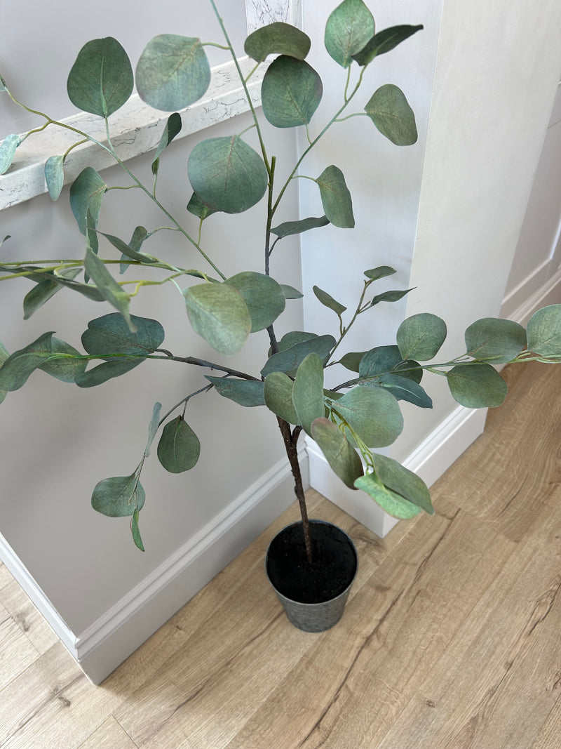 Eucalyptus tree dollar leaf in zinc planter