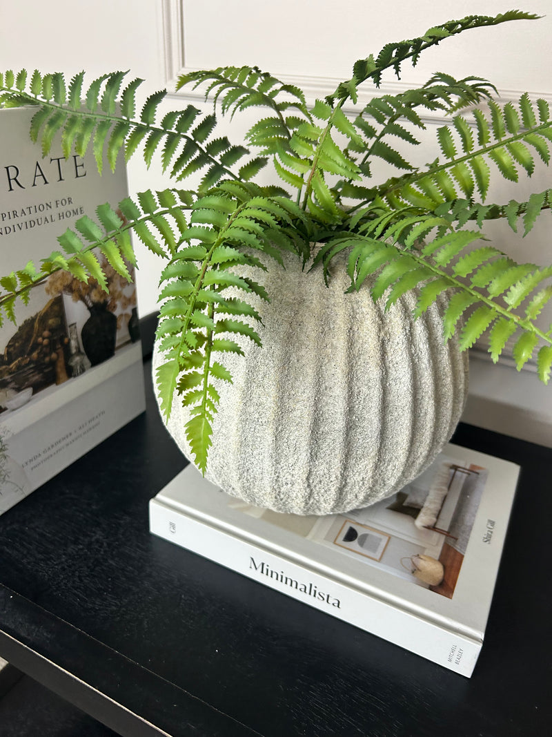 Ostrich Fern bunch 50cm