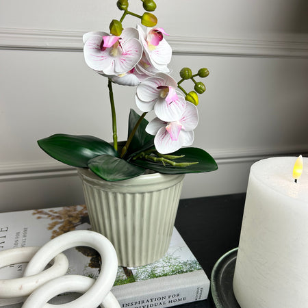 Phalaenopsis Orchid Spray plant pick Bunch 2 Colours