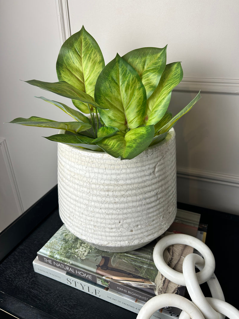 Variegated Printed Pothos Leaf Bunch pick plant