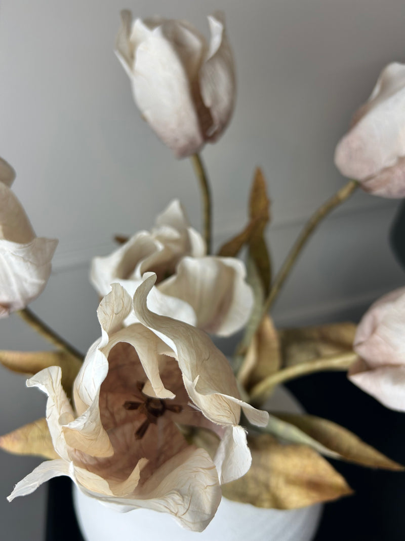 Dried real feel oyster tulip stem 70cm