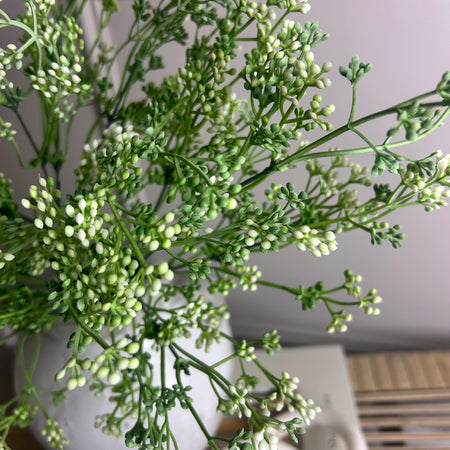 Felicity white bud seed berry bunch stem