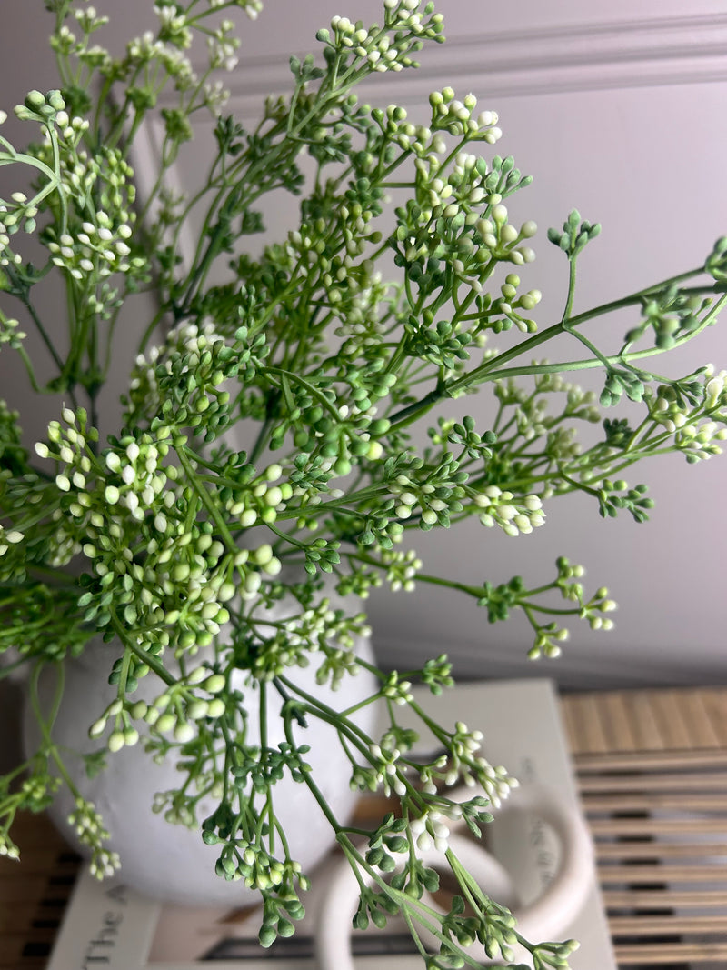 Felicity white bud seed berry bunch stem