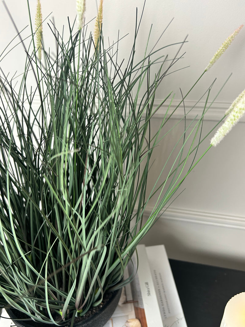 Fountain Grass Plant in Black Pot