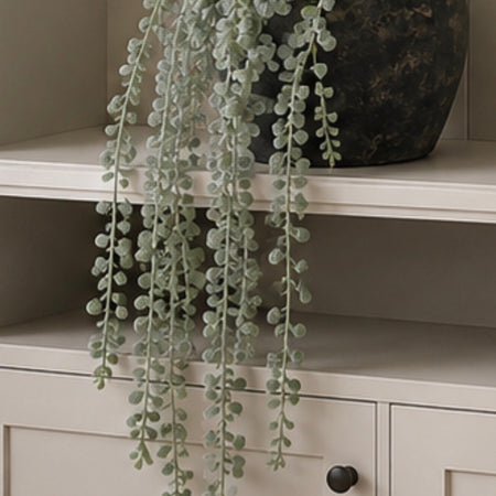String of pearls hanging trailing pick plant