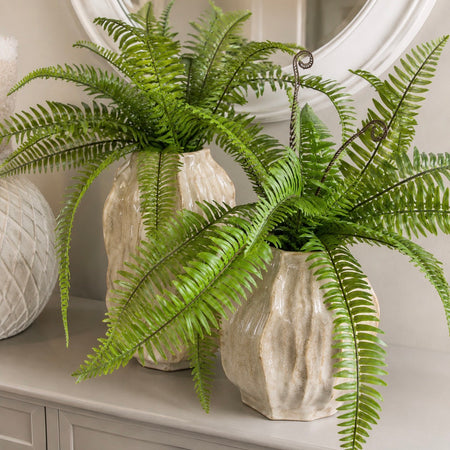 Tree wild fern bunch natural green pick plant