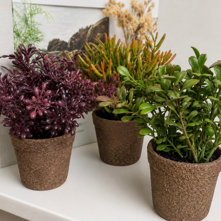 Mini Succulents, 3 Styles