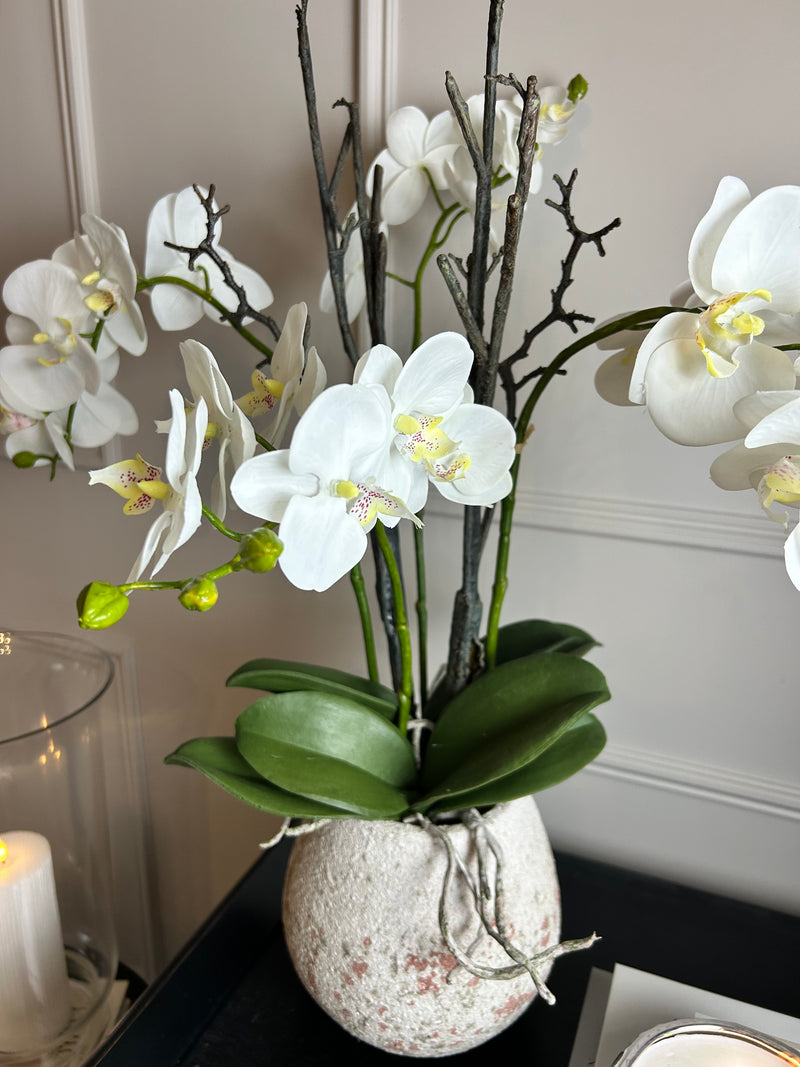 Extra Large White tall orchid in stone pot