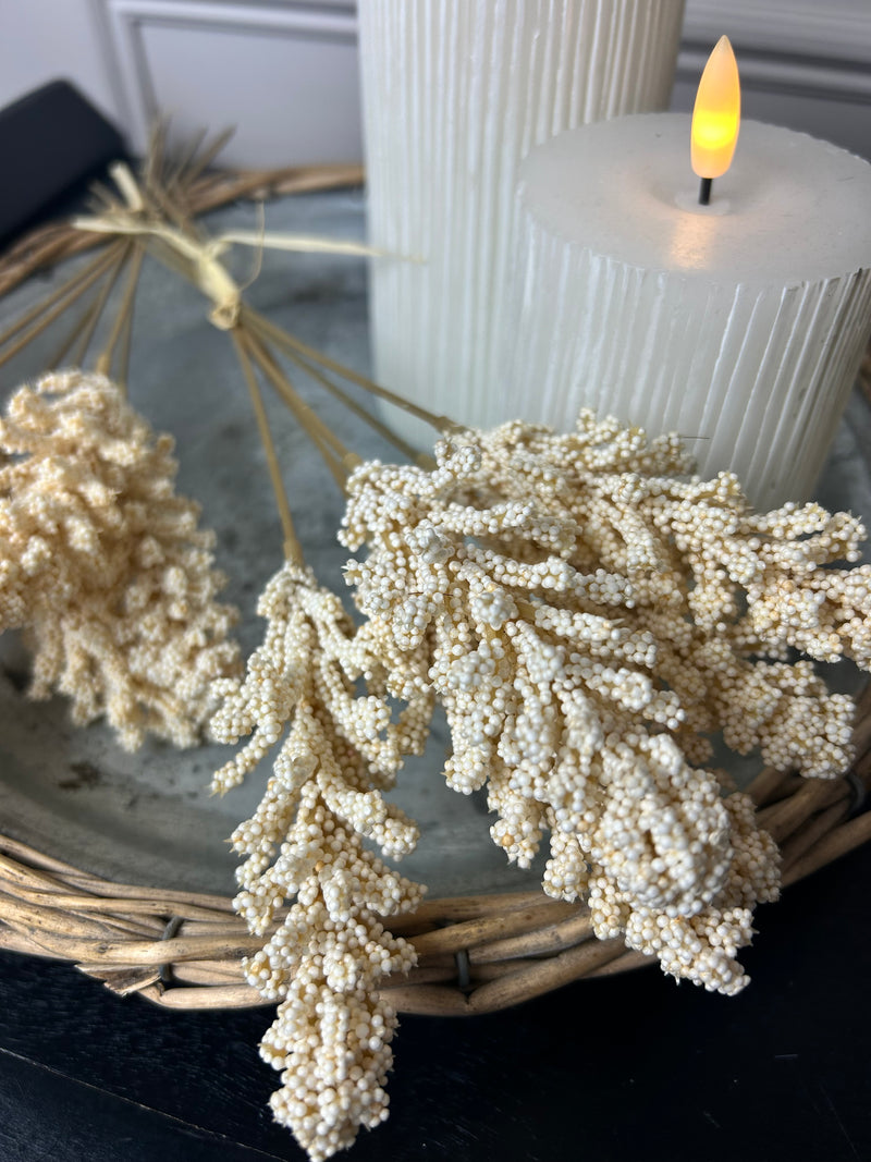 Oyster Dried wheat bunch 6 stems