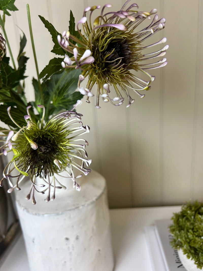 Green and purple protea stem head