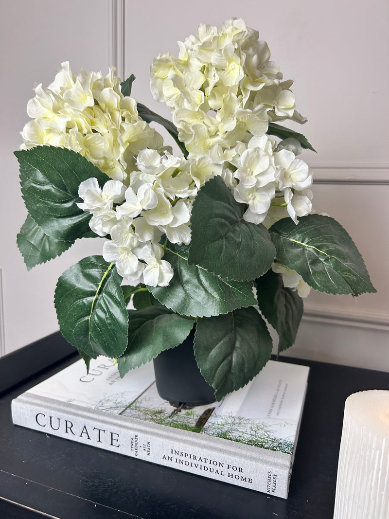 Potted hortensia plant